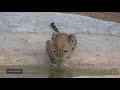 Leopard quenching thirst  leopards  wildlifes  leopard drinking water  ceylon wild tales