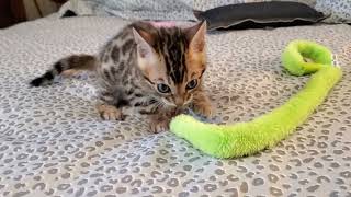 🐆💙 Ryley is starting to explore and play more now that he's 5.5 weeks old. He's so adorable 💙🥰 by Carmen Klassen 4 views 2 hours ago 2 minutes, 18 seconds