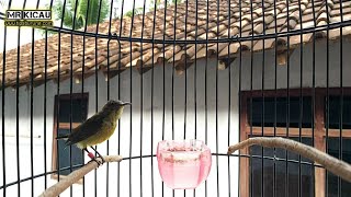 Download Lagu Kolibri Ninja Muda Gacor Buat Pancing Bunyi Konin Bahan MP3 Download Lagu Kolibri Ninja Muda Gacor Buat Pancing Bunyi Konin Bahan MP3