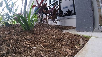 carpet python in coomera