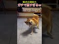 柴犬の演技力、ガチで高すぎるｗ