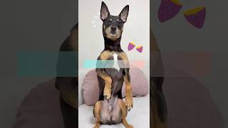 고구마말랭이주시개~🍠🐕‍🦺🐾💕 #강아지일상 #강아지쇼츠 #개엄마 #개육아 #고구마말랭이 #dogshorts #dogeating #doglife #dogmom #dog