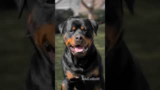 Rottweiler #videoedits60 #rottweiler #dog #dogbreed