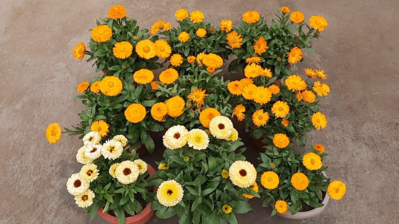 Calendula: how to grow & use - Plantura