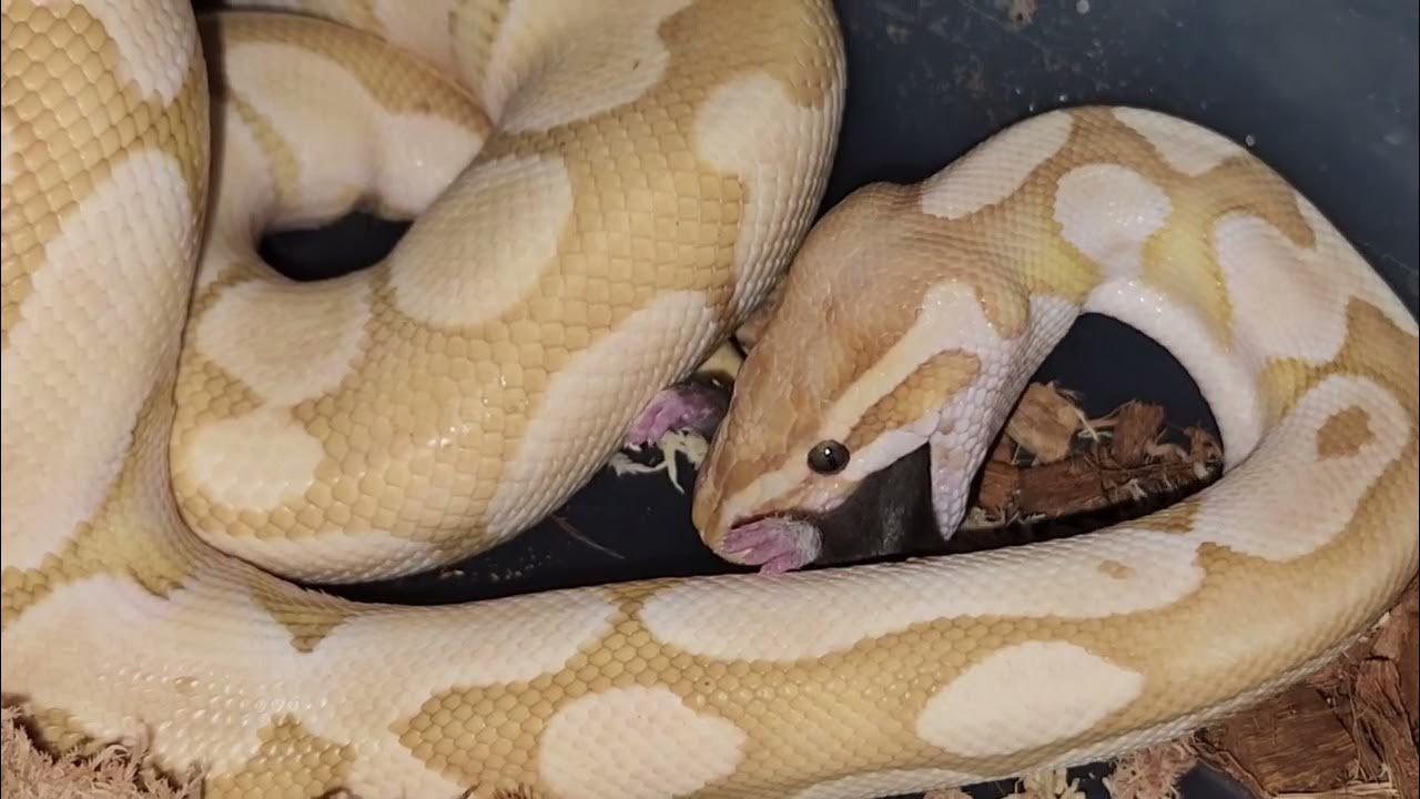 How Pythons Eat Live Prey / Warning Live Feeding - YouTube