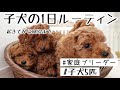 【子犬ルーティン】トイプードル 子犬５匹の１日に密着！！起きてから寝るまで/家庭ブリーダー 犬/子犬の一日