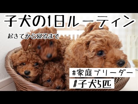 【子犬ルーティン】トイプードル 子犬５匹の１日に密着！！起きてから寝るまで/家庭ブリーダー 犬/子犬の一日