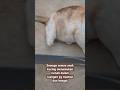 dimudahkan lah hidup Dede kucing ya Allah #cat #kucingliar #kucing #kucinglucu