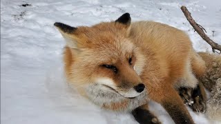 Foxes and Border Collie play in the snow! ❄