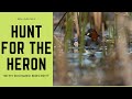 BIRD PHOTOGRAPHY | WILDLIFE | Hunt for the  Grey Heron | Canon 1Dx