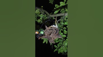 rắn cạp nia cực độc và nguy hiểm #rắn #snake #cạpnia