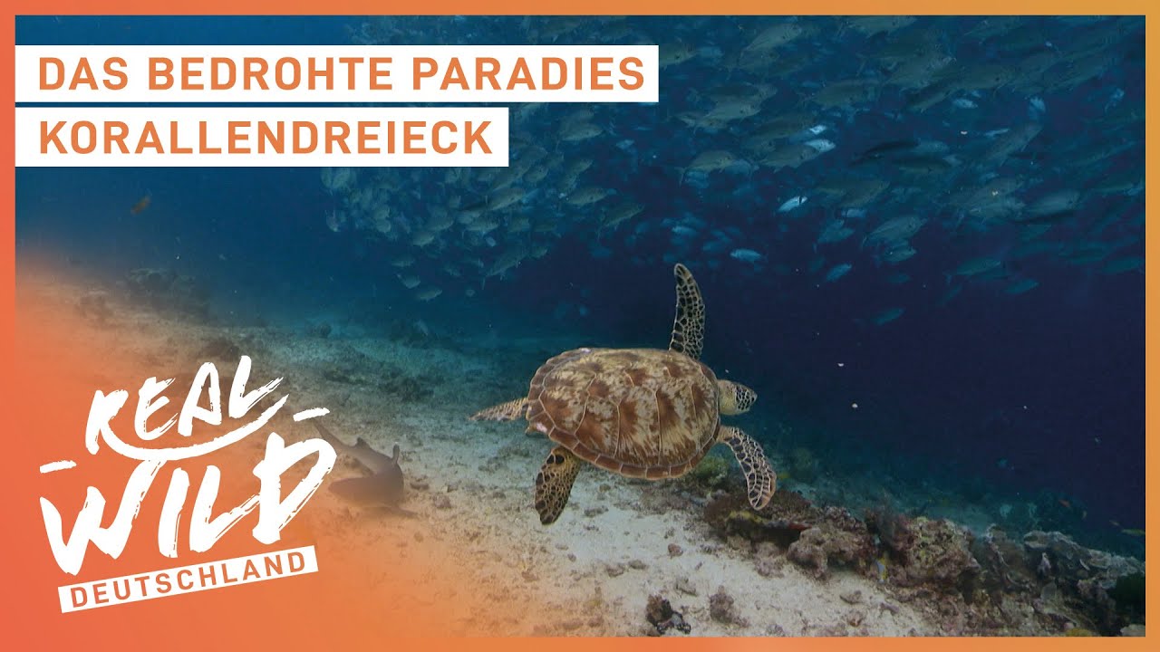 Bedrohung der Korallenriffe | Dirk Steffens auf den Seychellen | Terra X