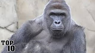 Top 10 Harambe Facts You Might Not Know