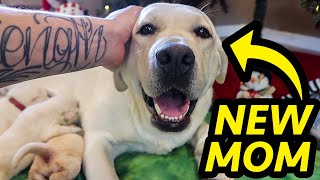 The Best Labrador Moms Caring For Their Puppies | Compilation