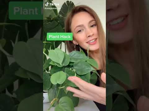 Video: Si Për Të Bërë Një Kurorë Të Jetuar Me Succulents