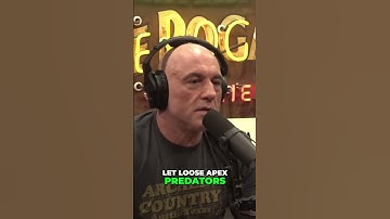 Wolves Released! Colorado