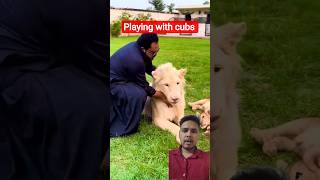 Playing with cubs 🦁 #lion #cub #animals #youtube #shorts #ytshorts #pets #explore #petanimals