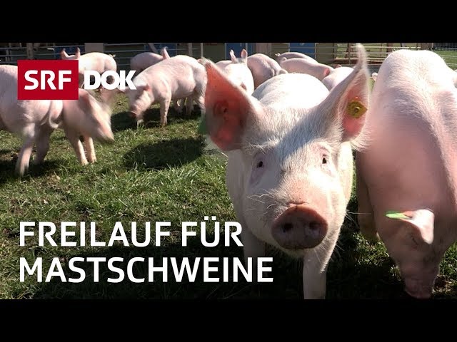 Wie ein Schweinemäster die Tierhaltung verbessern will | Reportage | SRF