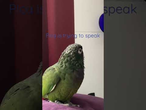 Parrot Pionus Maximiliani Pica is talking