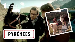 Le pouvoir magique de ces lamas est incroyable - Au P'tit Bonheur la France - Philippe Gougler - CTB