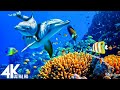 4K Stunning Underwater Wonders of the Red Sea + Relaxing Music - Coral Reefs &amp; Colorful Sea Life