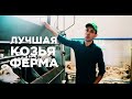 Самая современная козья ферма/ЛукозСаба/Экскурсия по хозяйству