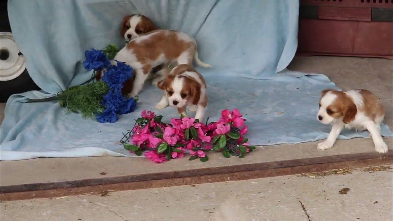 Cavalier King Charles Spaniel Puppies For Sale YouTube