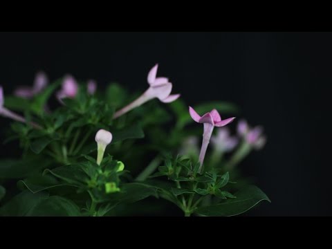 Video: Bouvardia (26 Bilder): Blomsterpleie Hjemme. Rosa Og Hvite Varianter