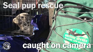 Seal pup rescued by British Divers Marine Life Rescue 701 views 4 years ago 4 minutes, 31 seconds