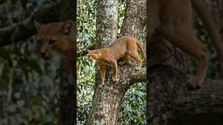 Fossa | Forest Phantom 🌿