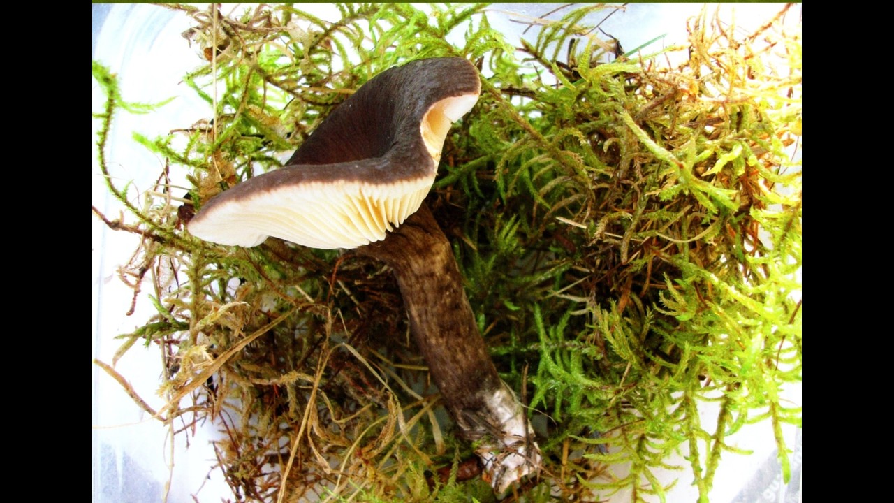 How I discovered THE FIRST EVER UK Velvet Milkcap! #mushroom #nature #discovery #art #painting