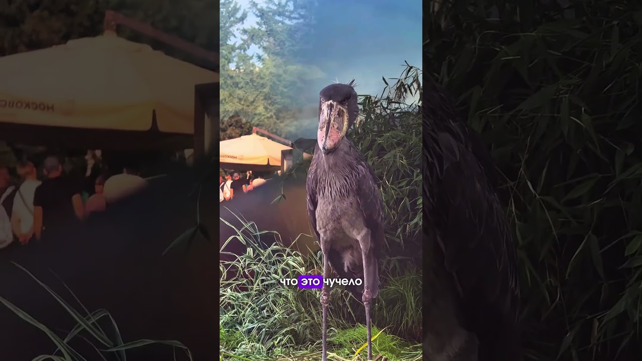 😍Самая необычная птица из тех, что я видела. Это китоглав или королевская цапля. 