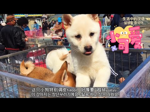[중국🇨🇳대련|중국인의 일상] 大连中山公园宠物市场—대련 중산공원 애완동물 시장
