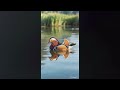 Najpiękniejsza kaczka świata? 🦆✨ Poznaj mandarynkę!