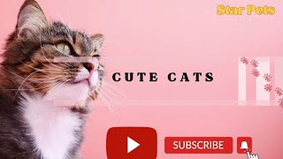 Meow Mania! Exploring the World of Beautiful and Cute Cats| Star Pets