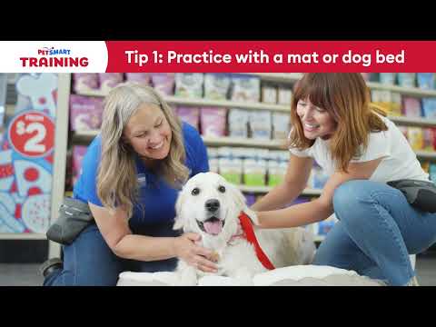 Dog Grooming Classes At Petsmart