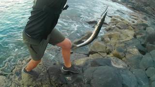 Barracuda Explodes on the Lure! Shore Fishing in Lanzarote (Bonito & Bonus Catch)