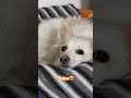 😍🐶#dog #animals #shorts #funnyanimal #cat #viralvideo