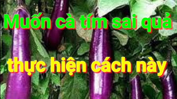 Cách trồng cà tím xum xuê quả, kỹ thuật trồng cà tím năng suất cao ai trồng cà tím cũng áp dụng
