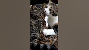 Cat wrapped around python, another cat tries to save the wrapped cat #cat #snake #shorts