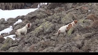 Ulti̇mate Target Bozo Dan Ferma Burç Tan Patrone. Doğu Anadolu Kekli̇k Avim Hunti̇ng Ferma.