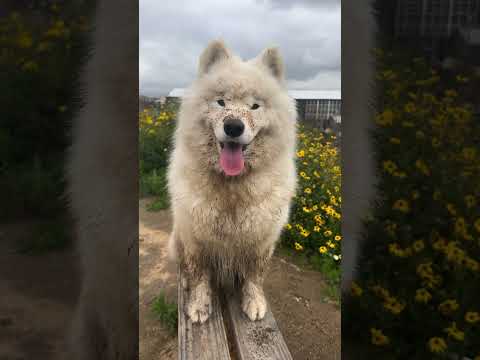 Can You Guess What The Lie Is Dog Samoyed