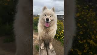 Can you guess what the lie is? #dog #samoyed