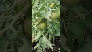 Shimofuri Tomato Plant In A 5 Gallon Hanging Grow Bag.