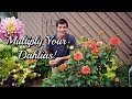 Grow Dahlias From CUTTINGS! Easy Propagation Method 🌺