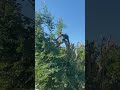 The adventures (dangers) of tree trimming 🌳😯