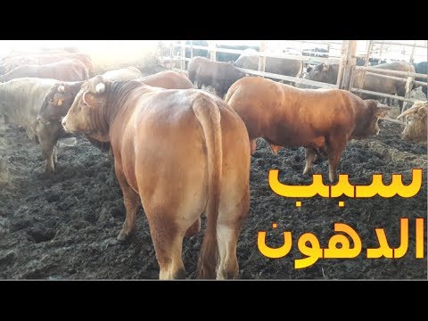 فيديو: كيفية تصغير العجول