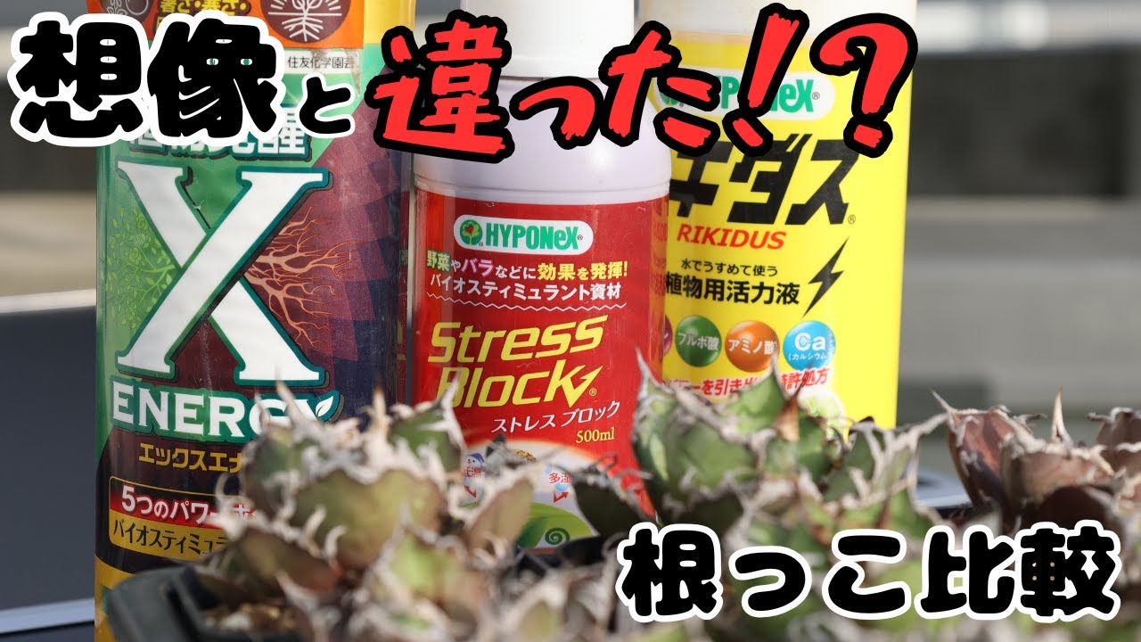アガベ Low_Life アガベ Low_Life Agave（アガベ） | レアプランツ通販