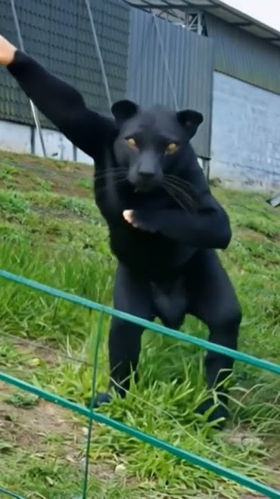 #panther #funny