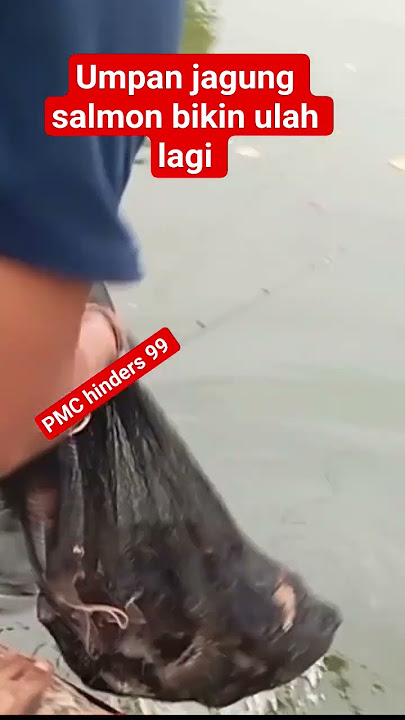 LAGI DAN LAGI UMPAN JAGUNG SALMON BIKIN ULAH #fyp #umpanjagungsalmon #umpanikanmas #videoshort